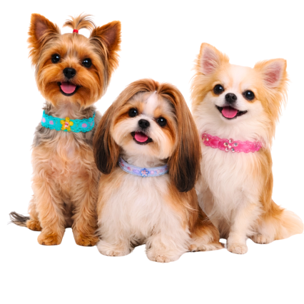 L1764 PASSA FITA POA - 20 UN