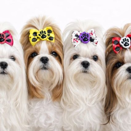 L11632 LAÇO ESTAMPA MINNIE C/PATINHA - 30 UN