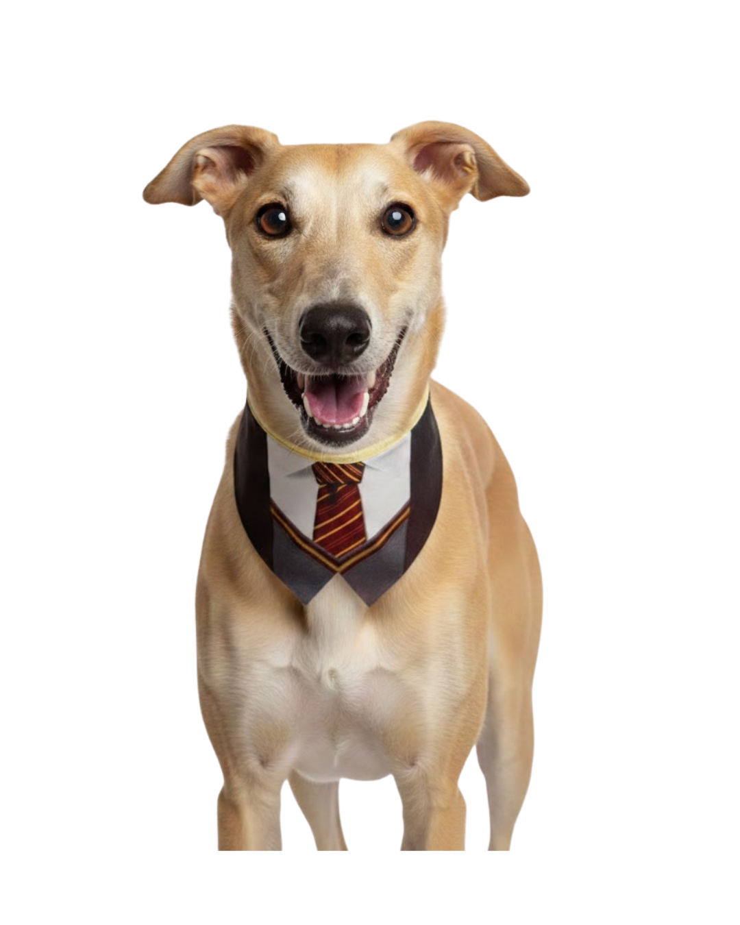 G2660 TERNINHO CLÁSSICO - 10 UN - Imagem 5