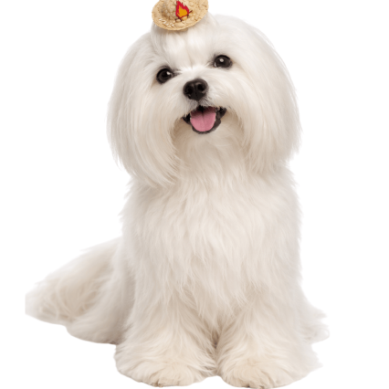 L33060 CHAPEUZINHO DE PALHA - 15 UN