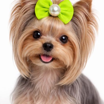 L11678 LAÇO GORGURÃO NEON - 30 UN