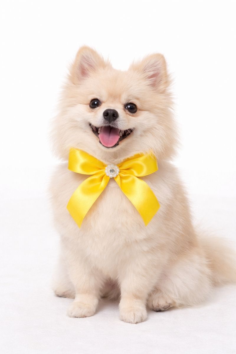 L11124 LAÇAROTE CETIM - 20 UN - Imagem 4