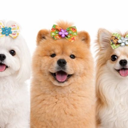 L10432 FLASH ESTAMPA PET - 30 UNID