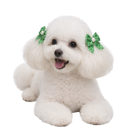 L10749 PONTA PONTA POA MEIGO - 24 UN