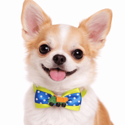 L10858 BORBOLETA DUPLA POA C/BOTOES - 20 UN