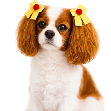 L10727 LAÇO PONTA C/ENFEITE POMPOM - 24 UN